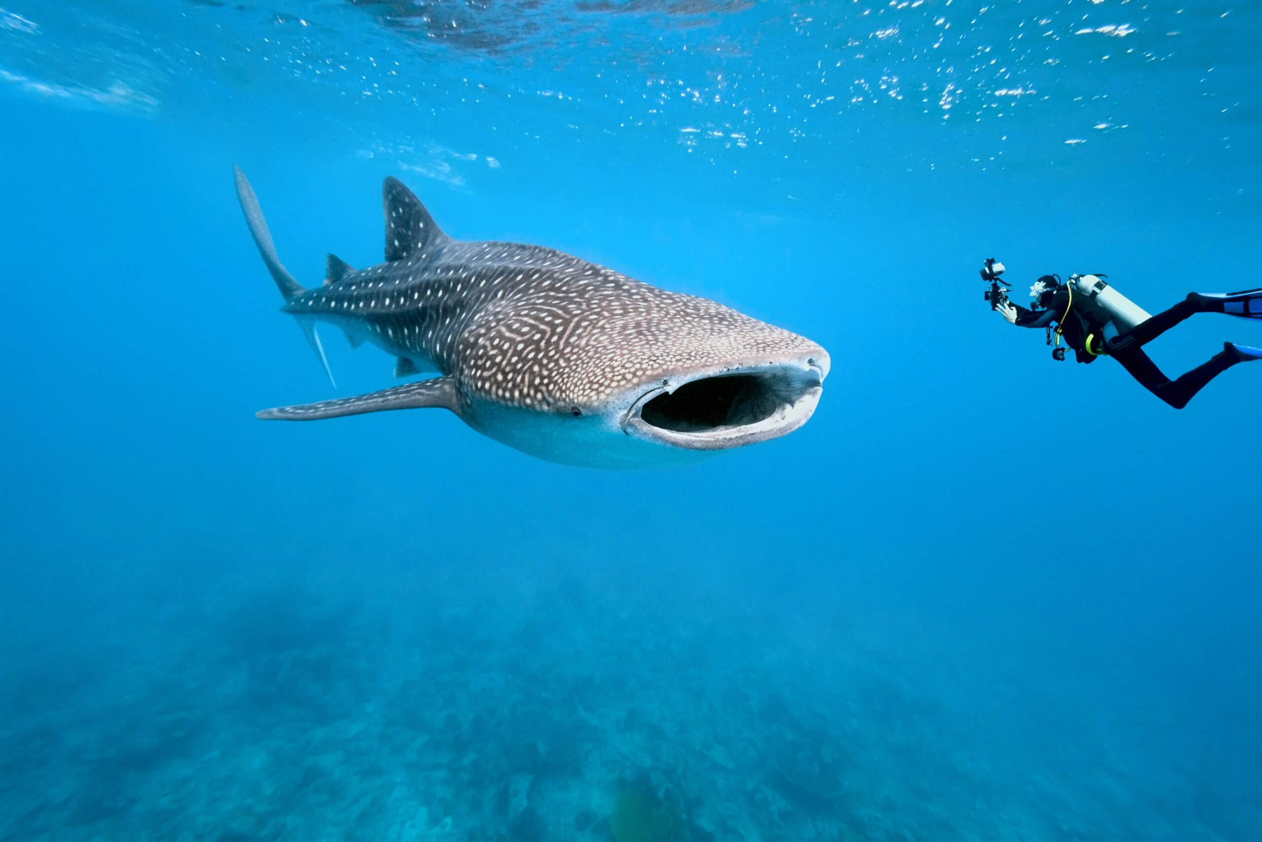 whale shark and underwater photographer 19379159 min scaled